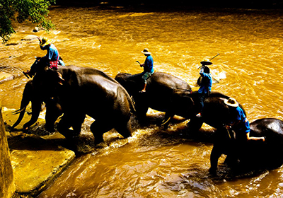 东南亚大象洗澡（3张）