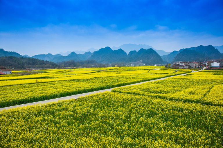 远安油菜花